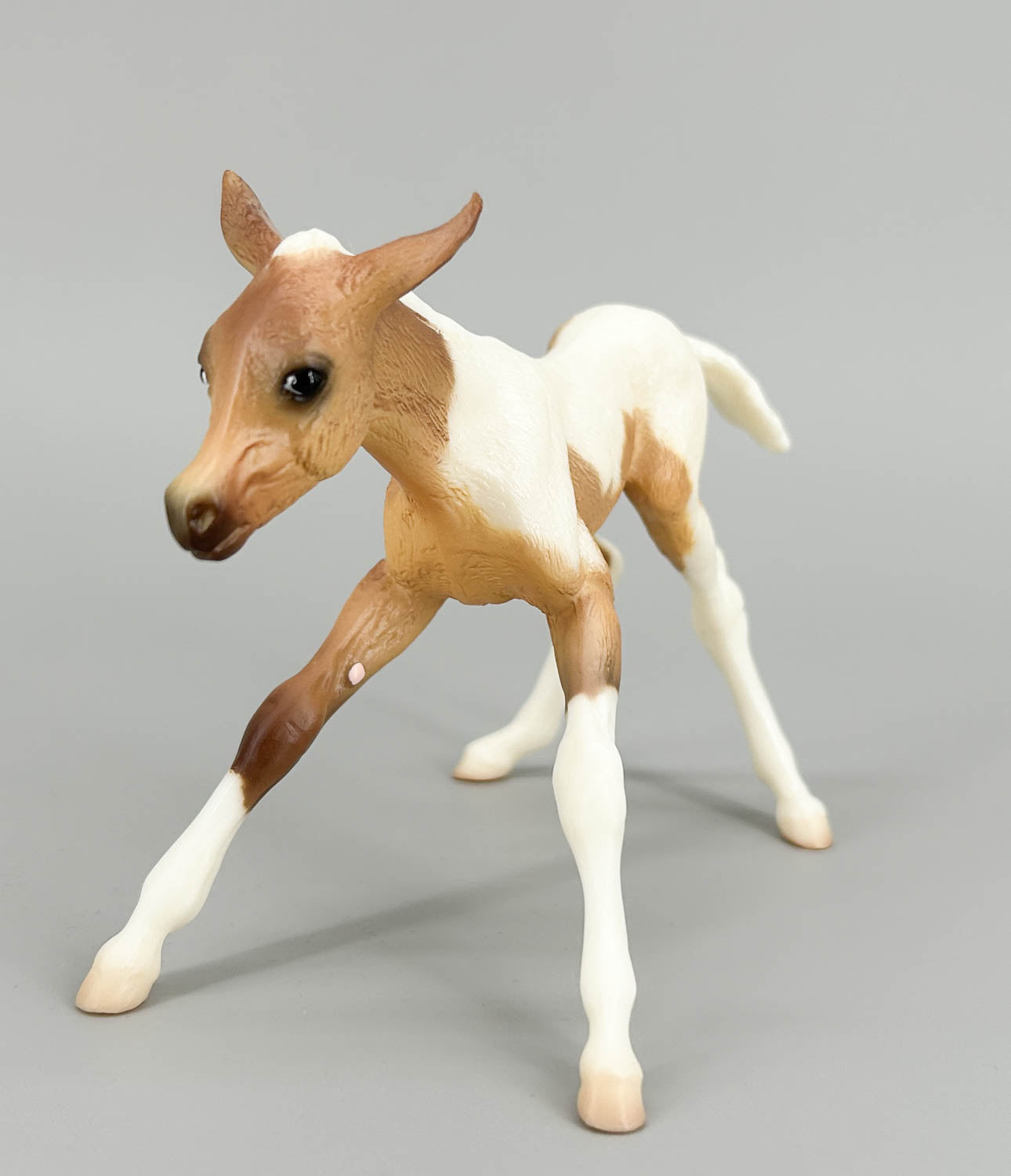 Susecion & Le Fire ~ Pinto Half-Arabian Family - JC Penney SR