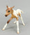 Susecion & Le Fire ~ Pinto Half-Arabian Family - JC Penney SR