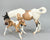 Susecion & Le Fire ~ Pinto Half-Arabian Family - JC Penney SR