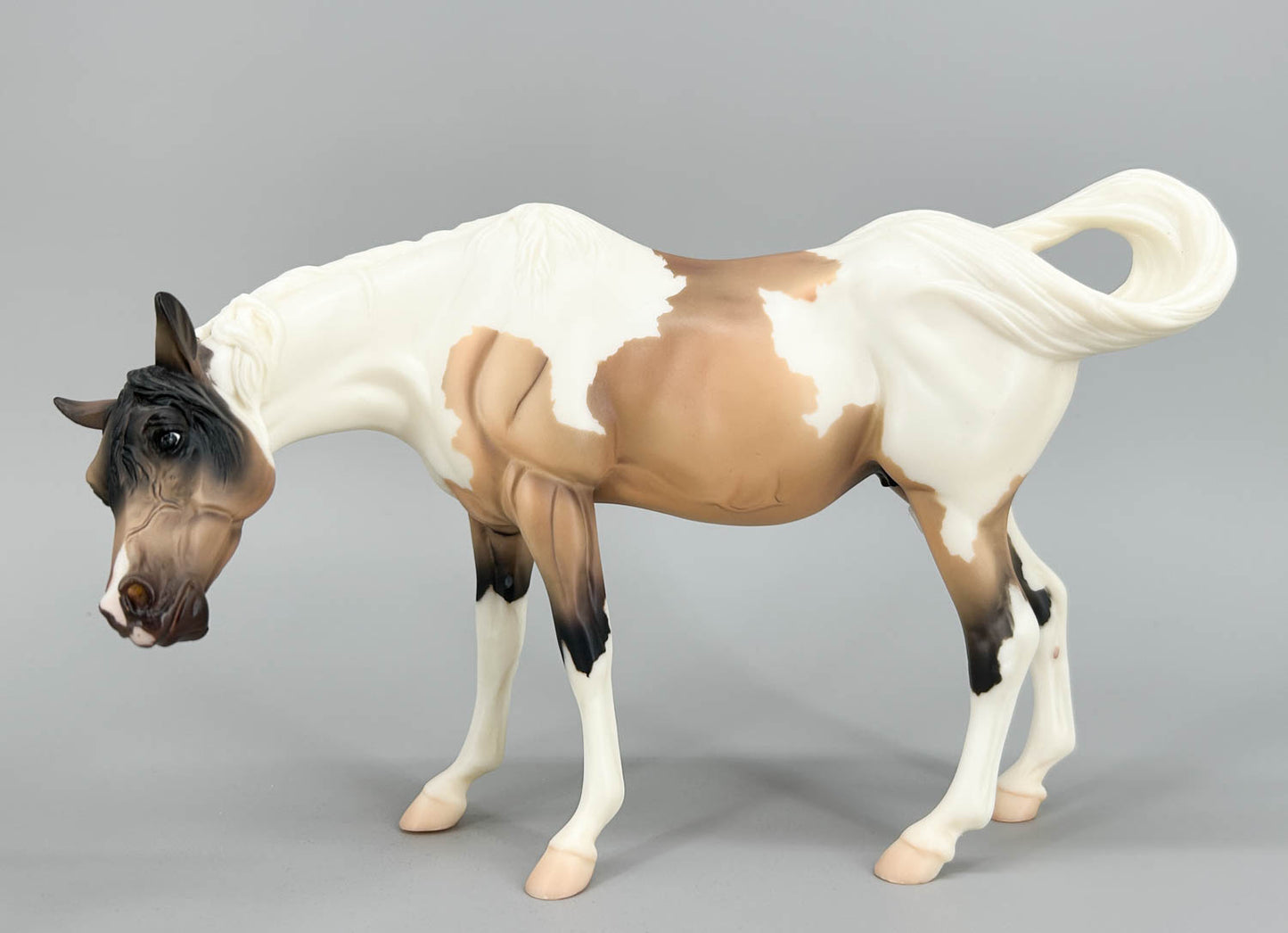 Susecion & Le Fire ~ Pinto Half-Arabian Family - JC Penney SR