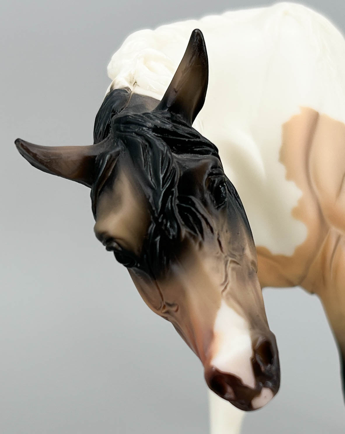 Susecion & Le Fire ~ Pinto Half-Arabian Family - JC Penney SR