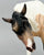 Susecion & Le Fire ~ Pinto Half-Arabian Family - JC Penney SR