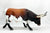 Nohuanda 1:6-scale Texas Longhorn Bull Artist Resin