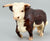 Walking Hereford - BROWN Eyes