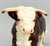 Walking Hereford - BROWN Eyes
