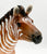 Zebra ~ I Will Survive - Breyerfest 2024 Ltd Ed w/ Bonus Pony Pouch