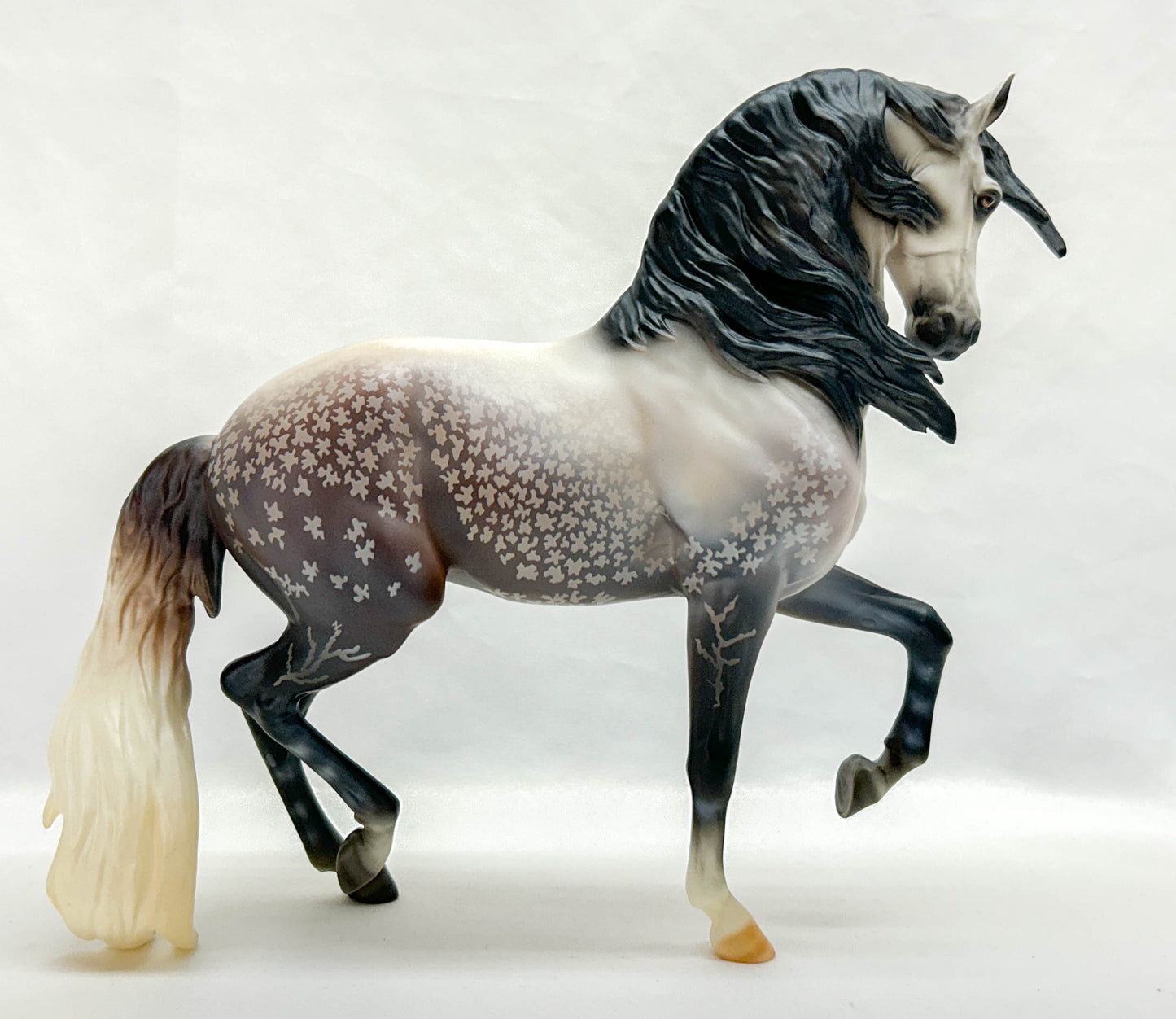 Ayyis Amazigh Stallion ~ Anamar - 2022 Premier Club