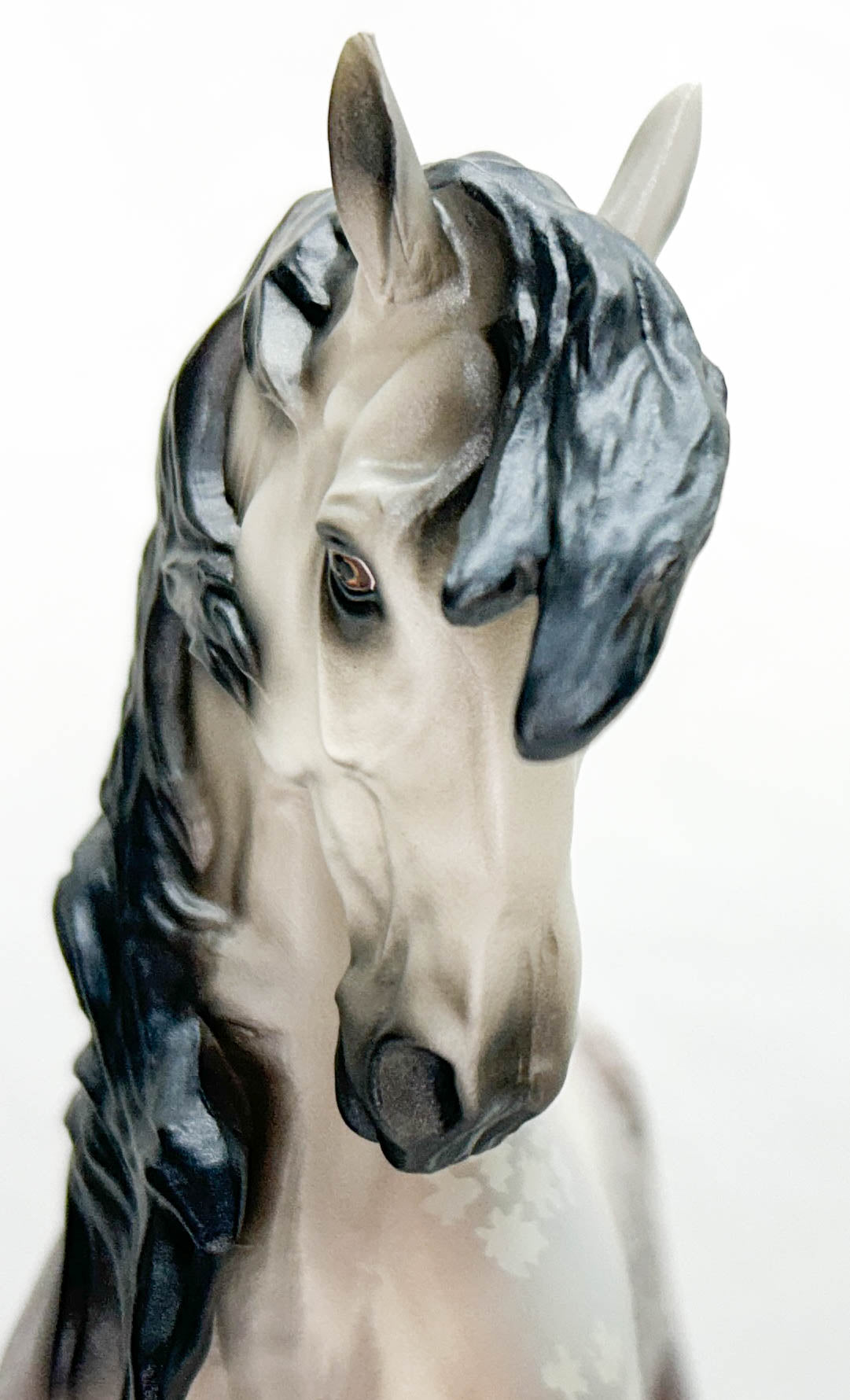 Ayyis Amazigh Stallion ~ Anamar - 2022 Premier Club