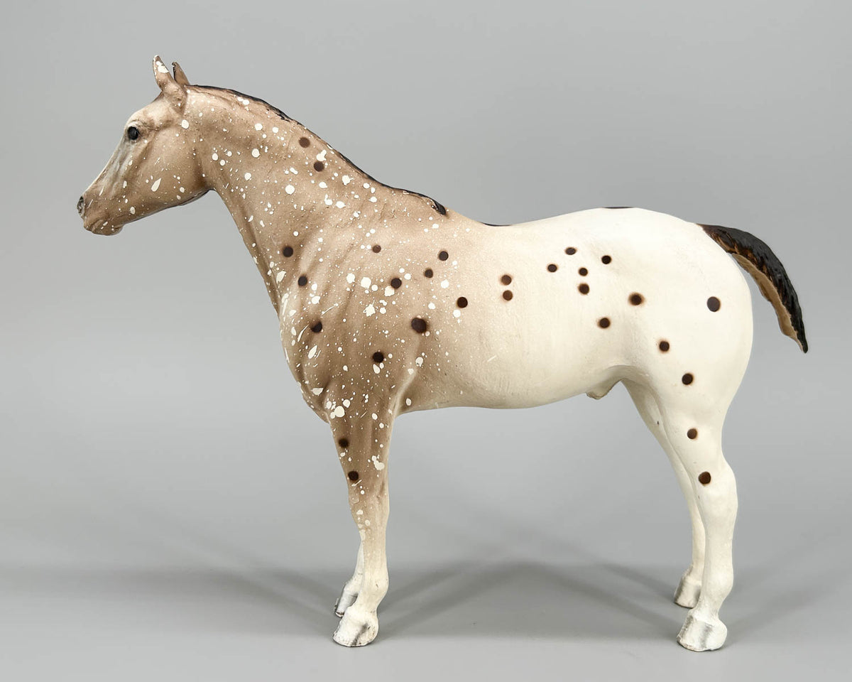 Appaloosa Performance Horse, Roan Appaloosa - CHALKY Light Variation