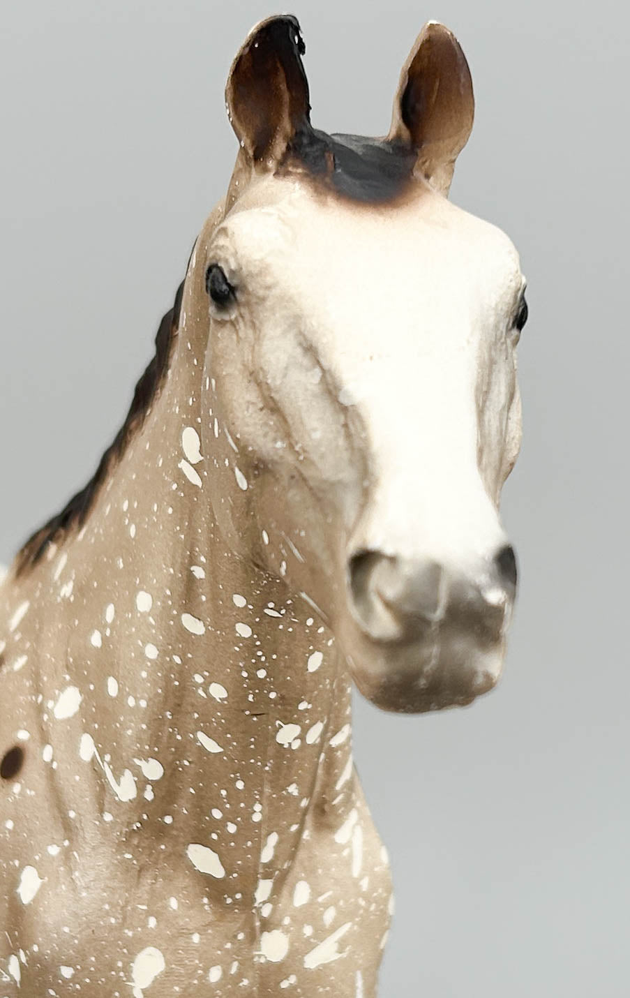 Appaloosa Performance Horse, Roan Appaloosa - CHALKY Light Variation