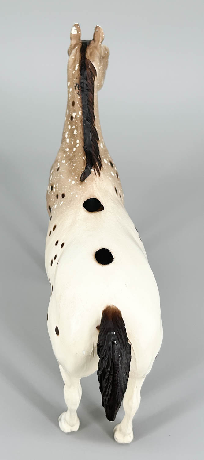 Appaloosa Performance Horse, Roan Appaloosa - CHALKY Light Variation