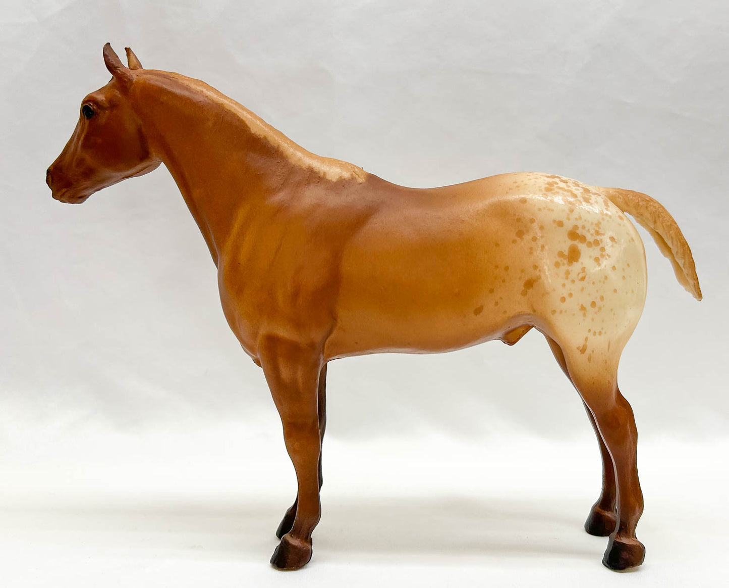 Appaloosa Performance Horse, Chestnut Appaloosa, from Eleda's herd