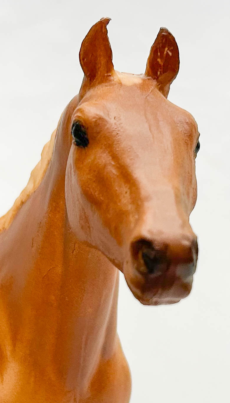 Appaloosa Performance Horse, Chestnut Appaloosa, from Eleda's herd