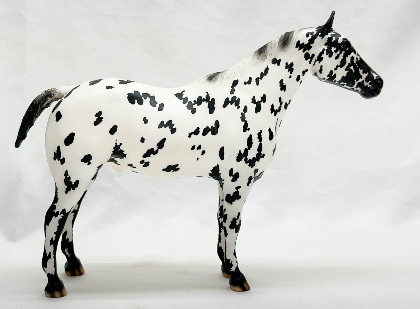 Appaloosa Performance Horse ~ Cooper - Vintage Club 2022