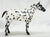 Appaloosa Performance Horse ~ Cooper - Vintage Club 2022