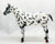 Appaloosa Performance Horse ~ Cooper - Vintage Club 2022