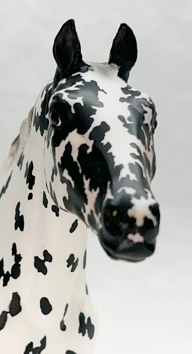 Appaloosa Performance Horse ~ Cooper - Vintage Club 2022