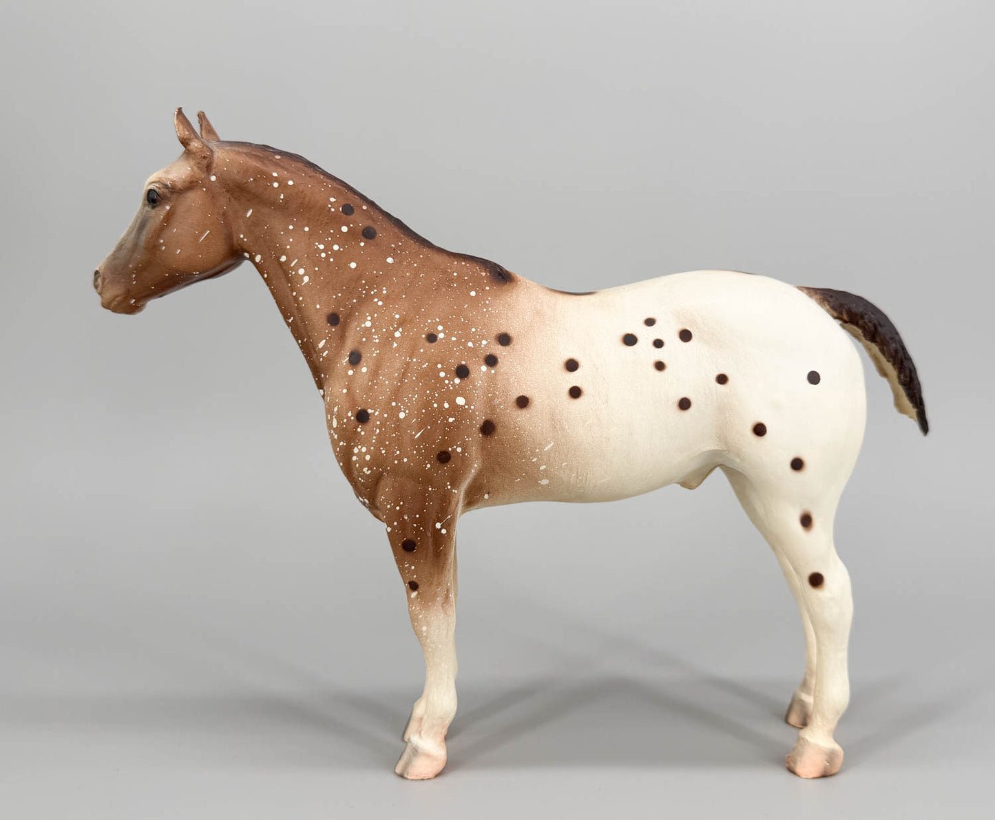 Appaloosa Performance Horse, Roan Appaloosa - CHALKY from Eleda's herd