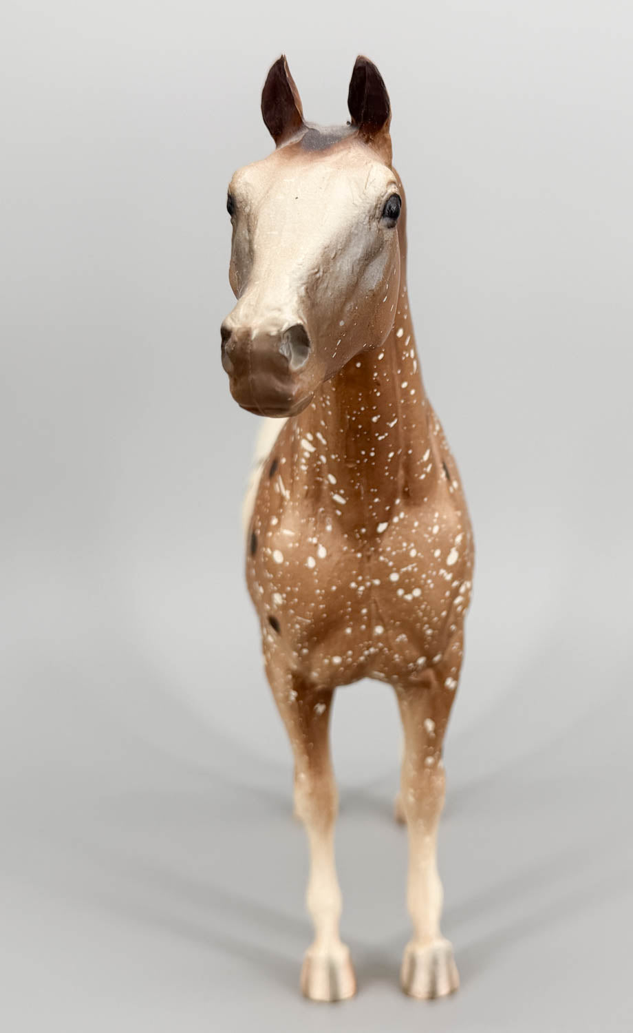 Appaloosa Performance Horse, Roan Appaloosa - CHALKY from Eleda's herd