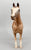Appaloosa Performance Horse, Roan Appaloosa - CHALKY from Eleda's herd