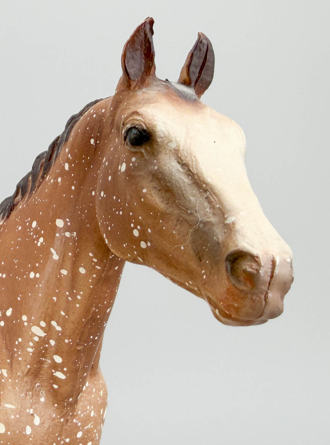 Appaloosa Performance Horse, Roan Appaloosa - CHALKY from Eleda's herd