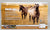 Australian Stock Horse ~ Merle - Tractor Supply SR
