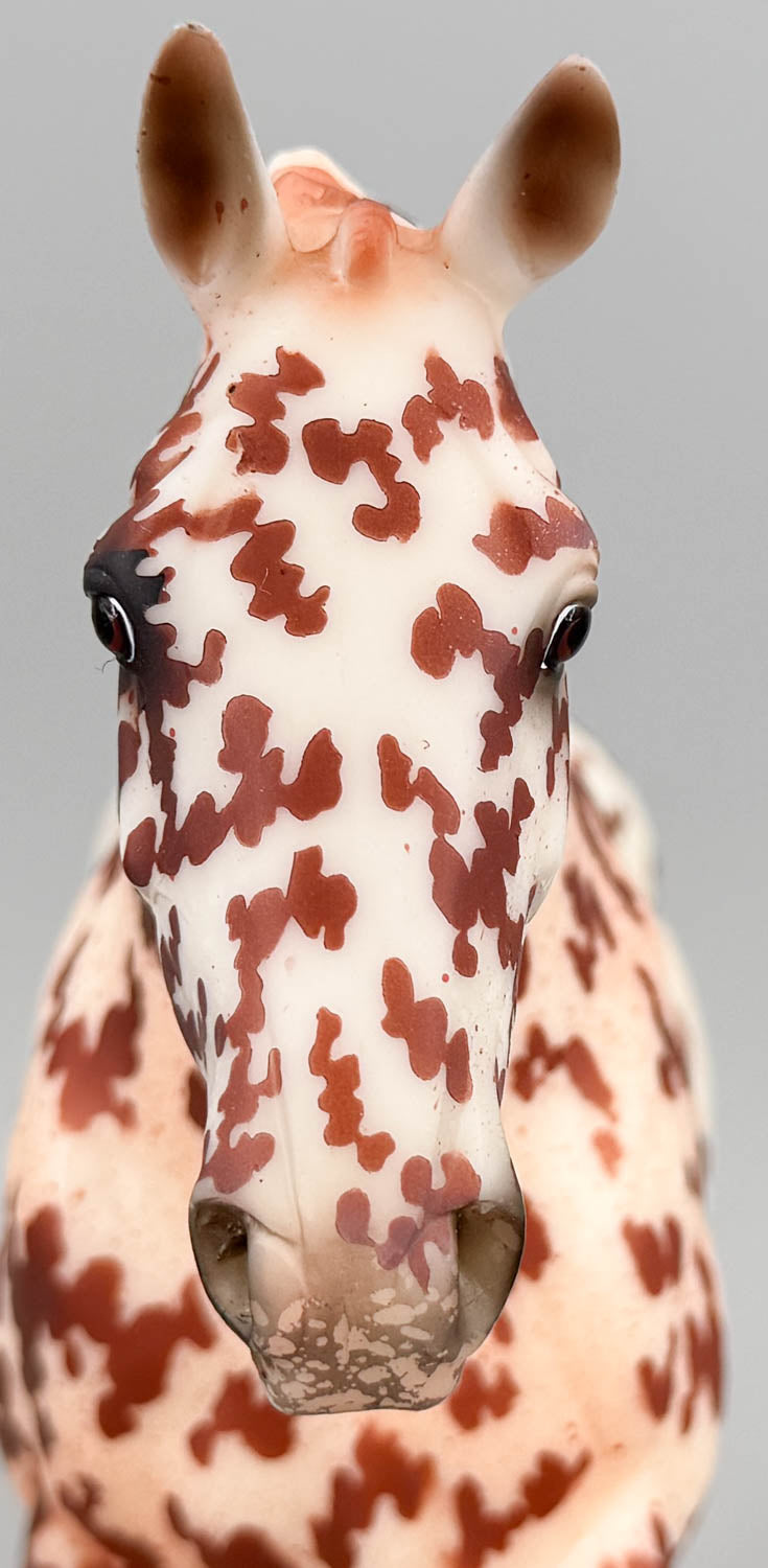 Cleveland Bay ~ Rotating Draft Surprise, Matte Leopard Appaloosa