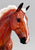 Cleveland Bay ~ Rotating Draft Surprise, GLOSSY Silver Bay from Eleda's herd
