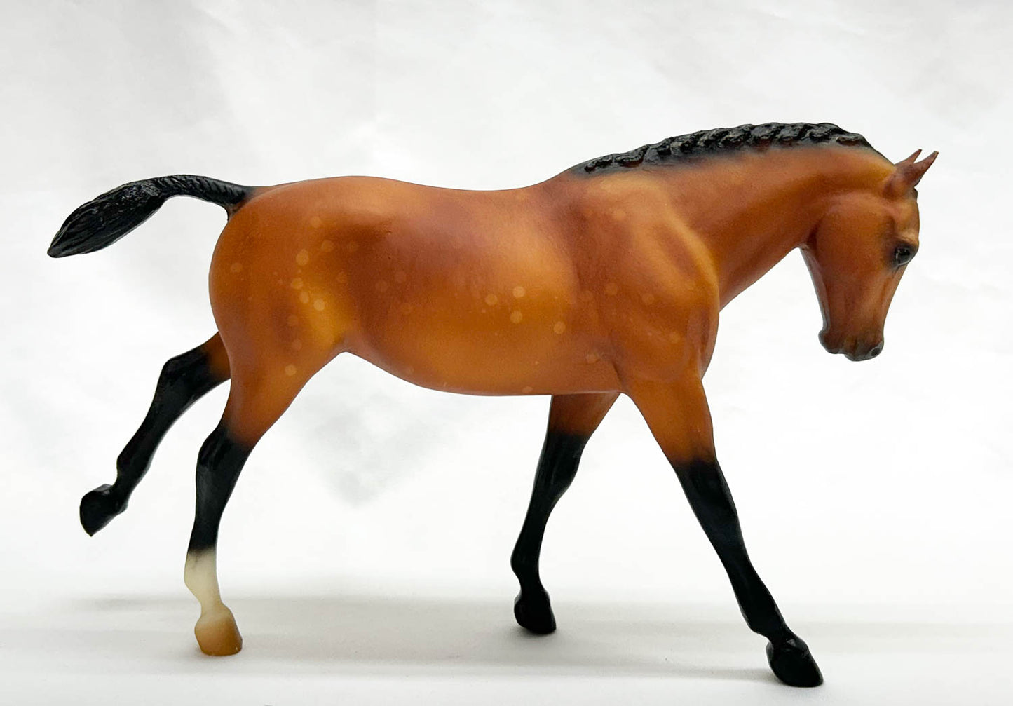 Cantering Welsh Pony ~ Tara from Eleda's herd