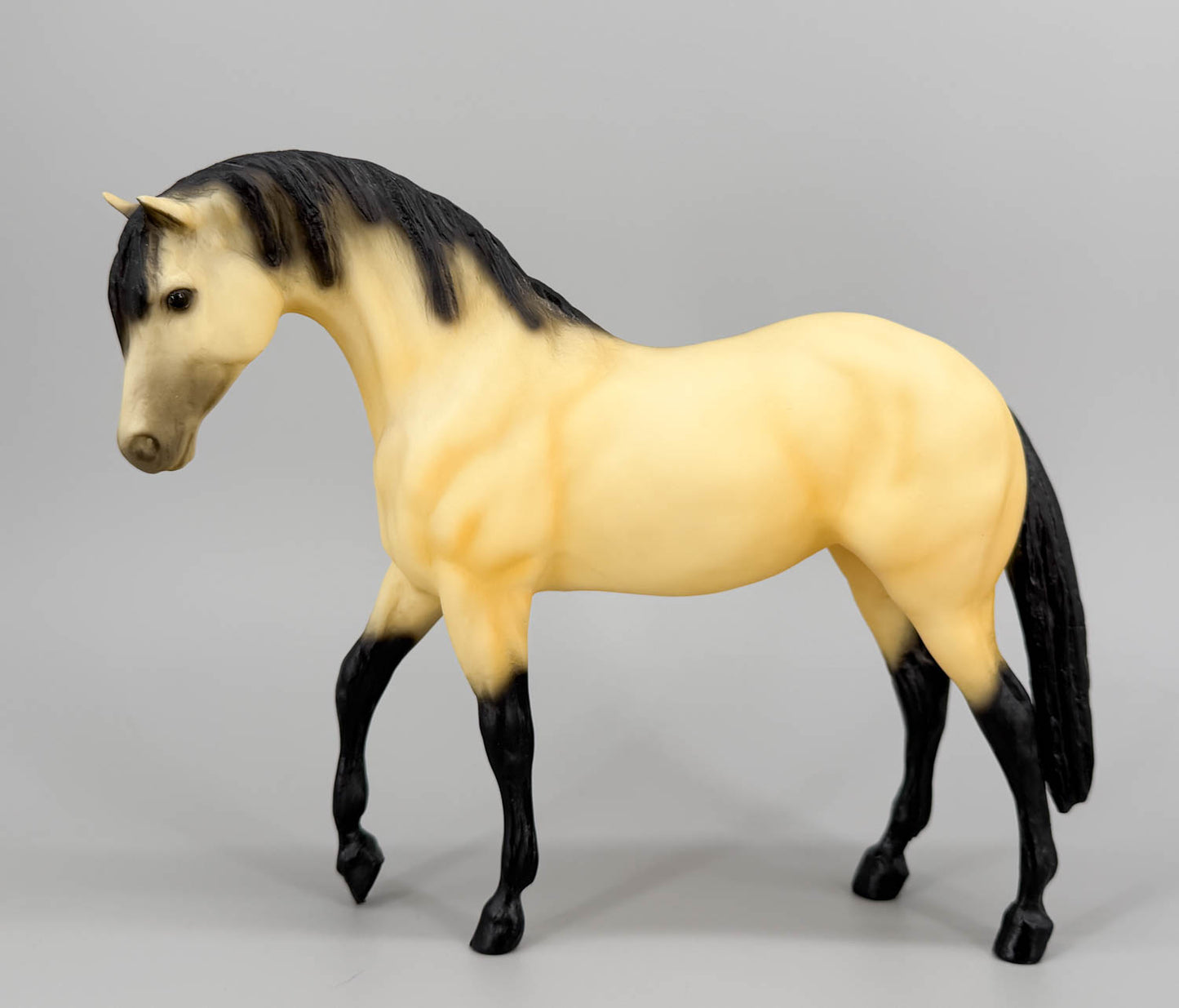 Foundation Stallion - Fugir Caçador - Lusitano from Eleda's herd