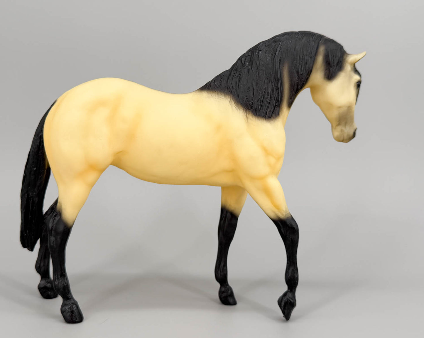 Foundation Stallion - Fugir Caçador - Lusitano from Eleda's herd