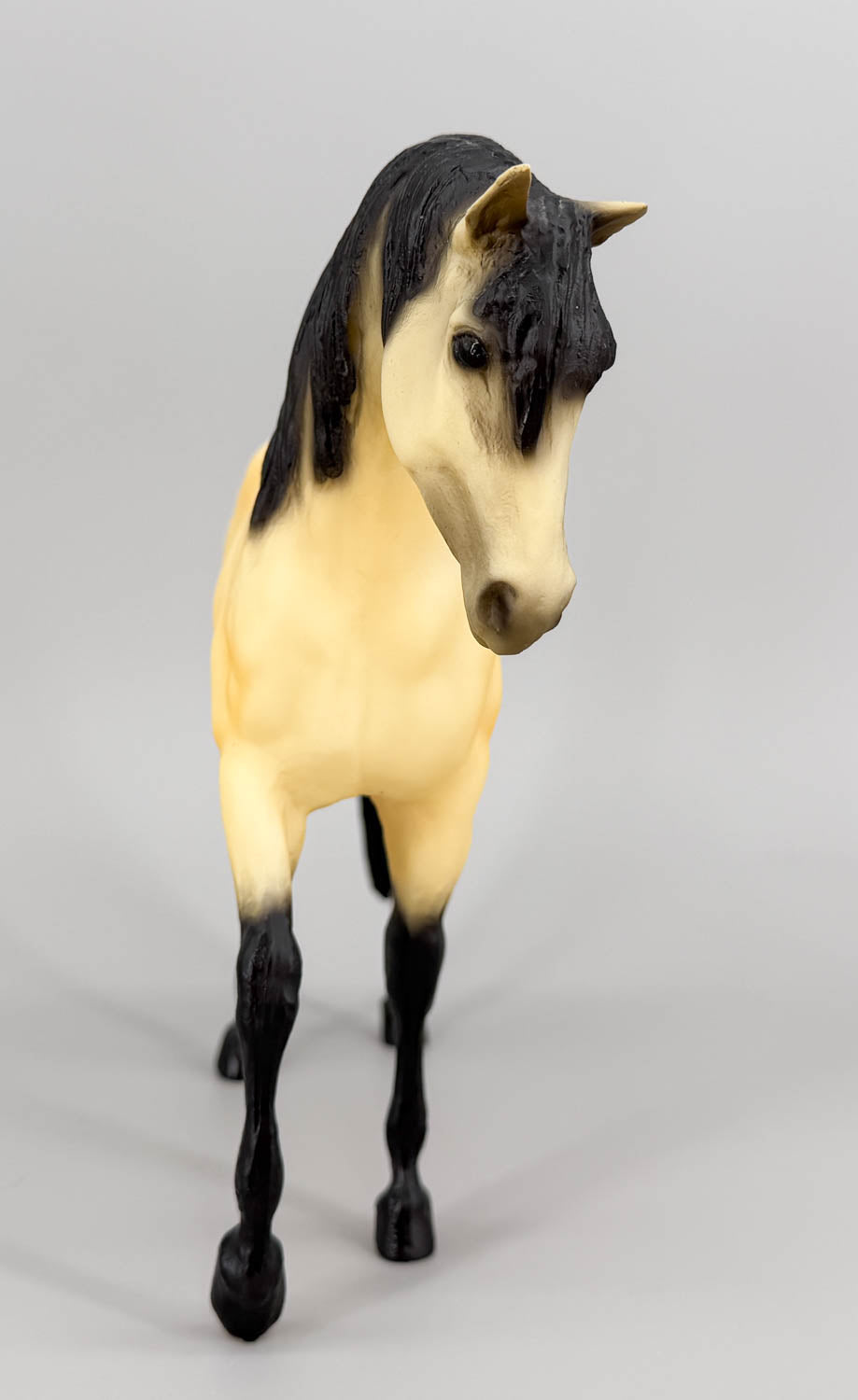 Foundation Stallion - Fugir Caçador - Lusitano from Eleda's herd