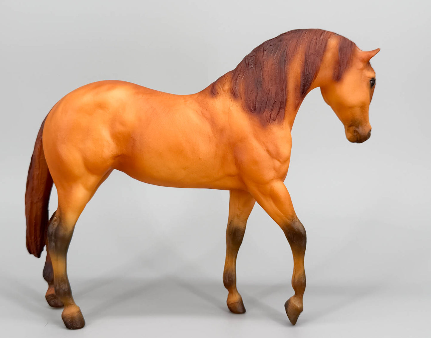 Foundation Stallion ~ Gen. Stonewall Jackson's Little Sorrel