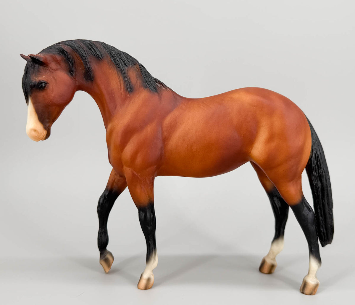 Foundation Stallion ~ Titan Glory from Eleda's herd