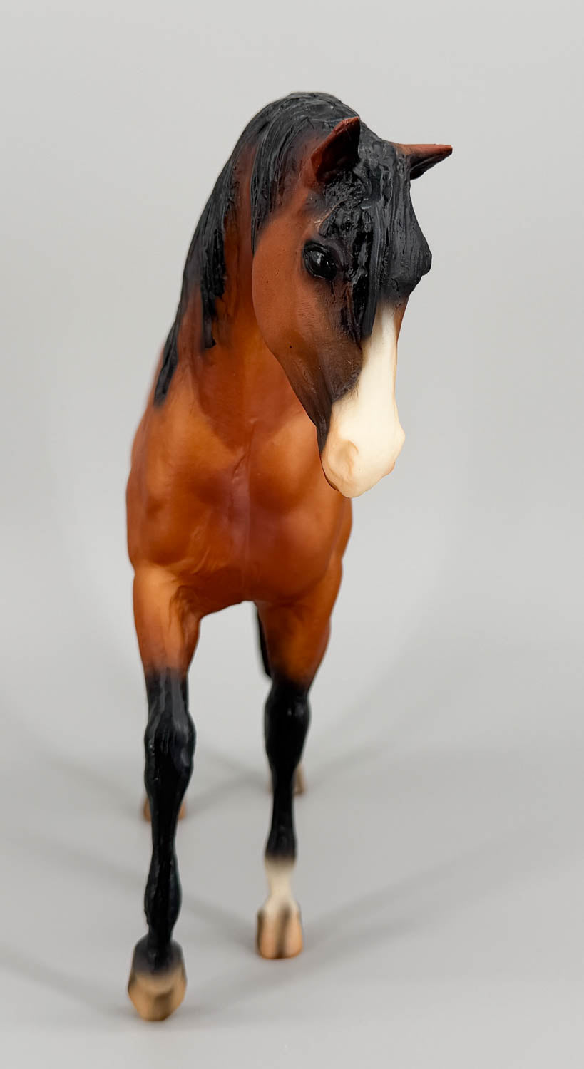 Foundation Stallion ~ Titan Glory from Eleda's herd