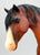 Foundation Stallion ~ Titan Glory from Eleda's herd