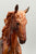 Friesian Sporthorse ~ Juriaan - Web Special