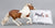 Cantering Shetland Pony ~ Waffles - 2026 Premier Club