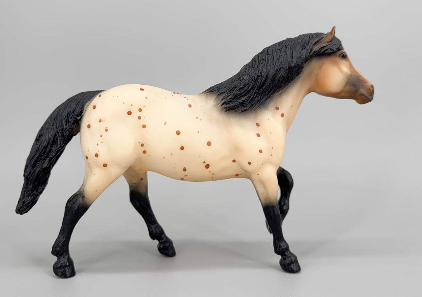 Haflinger ~ Scat Cat - Children's Pony