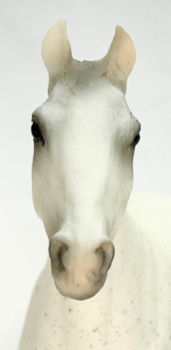 Halla, Fleabitten Grey - JC Penney SR from Eleda's herd