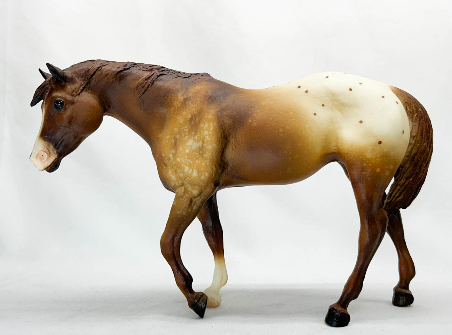 Indian Pony, Chestnut Appaloosa from Eleda's herd