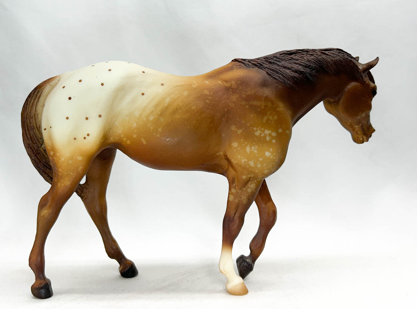 Indian Pony, Chestnut Appaloosa from Eleda's herd
