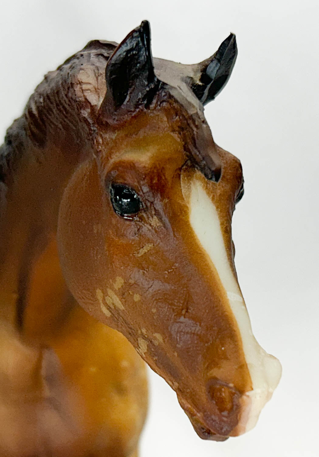 Indian Pony, Chestnut Appaloosa from Eleda's herd