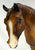 Indian Pony, Chestnut Appaloosa from Eleda's herd