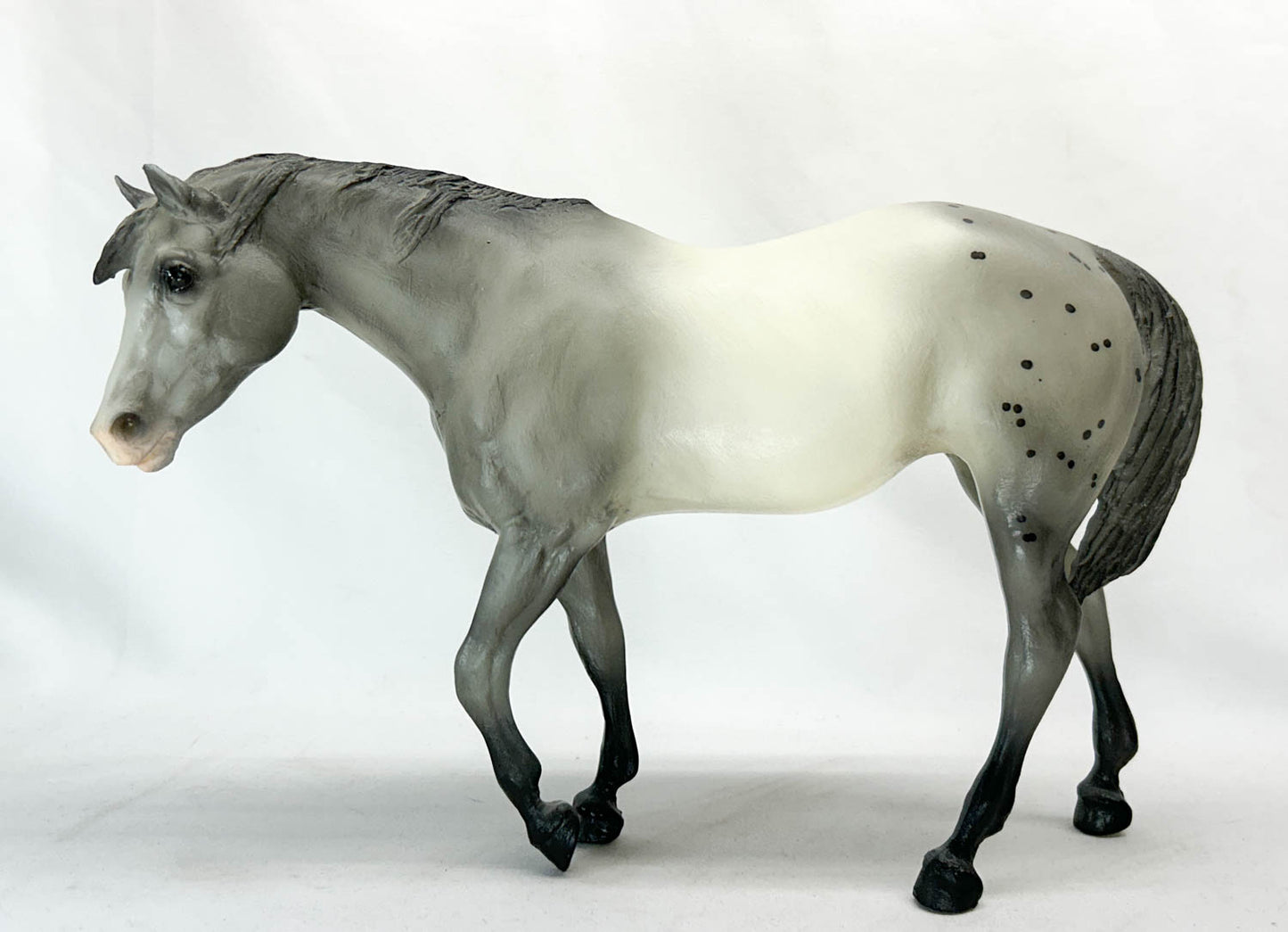 Indian Pony, Grey Appaloosa - Sears SR from Eleda's herd
