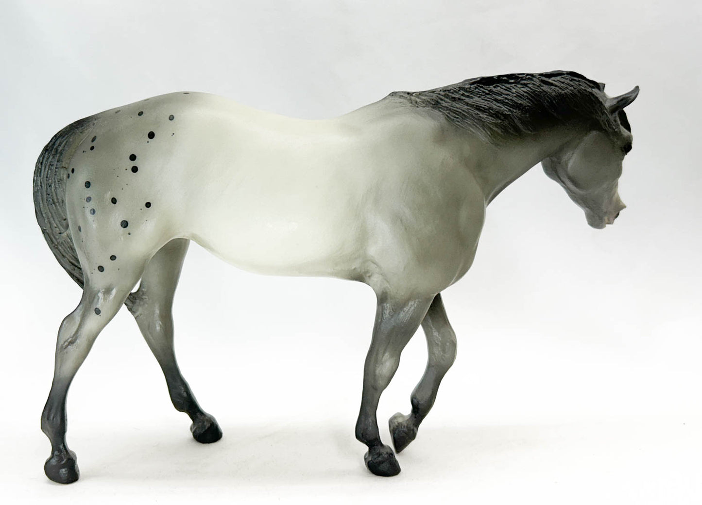 Indian Pony, Grey Appaloosa - Sears SR from Eleda's herd