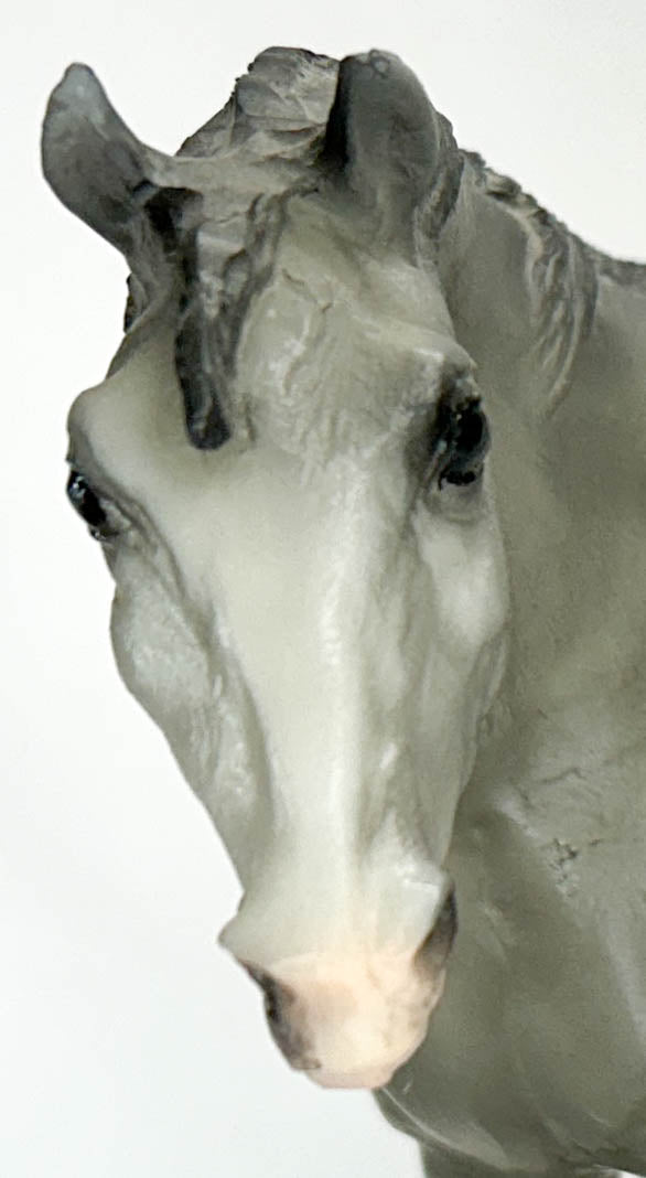 Indian Pony, Grey Appaloosa - Sears SR from Eleda's herd