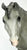 Indian Pony, Grey Appaloosa - Sears SR from Eleda's herd