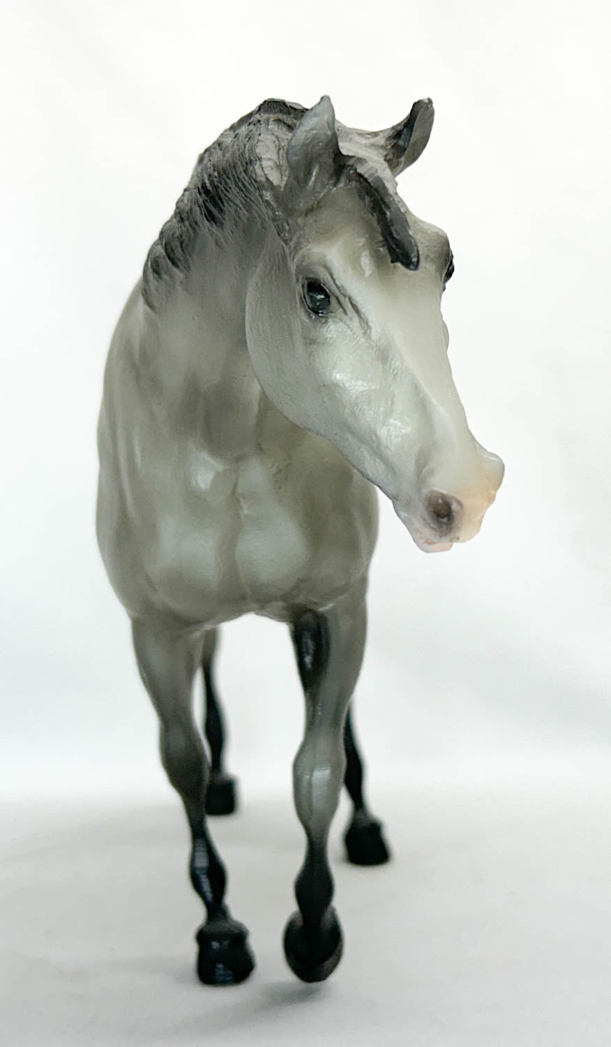Indian Pony, Grey Appaloosa - Sears SR from Eleda's herd