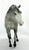 Indian Pony, Grey Appaloosa - Sears SR from Eleda's herd